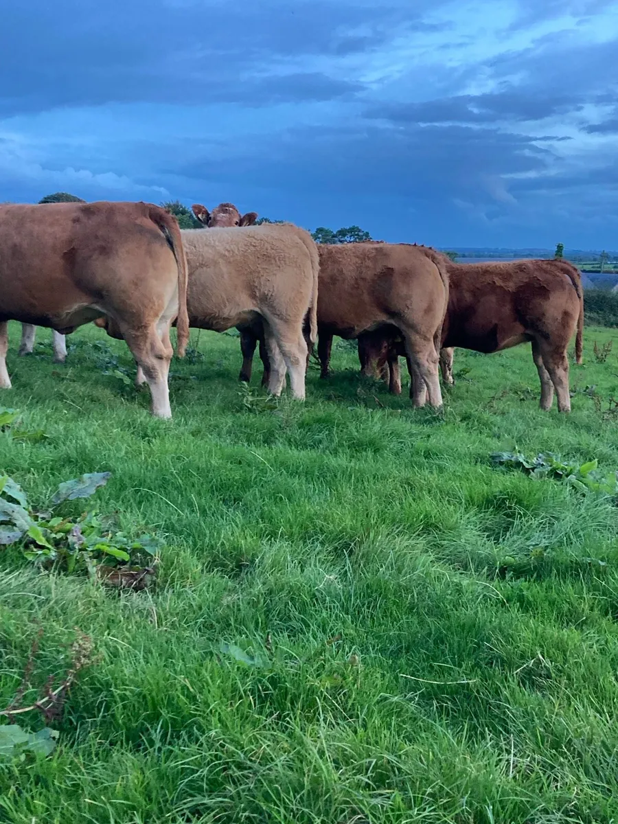 Heifers - Image 3
