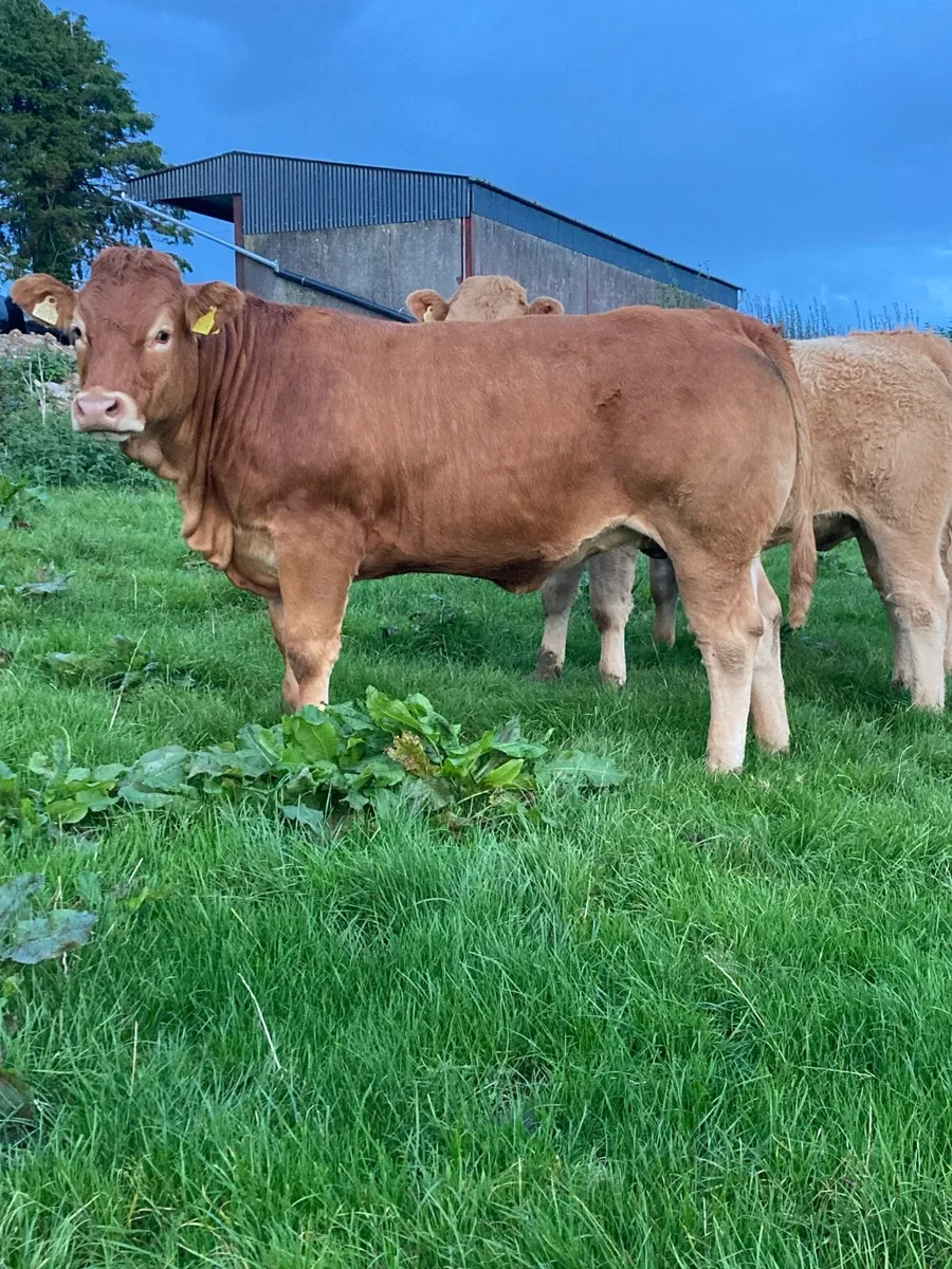 Heifers - Image 4
