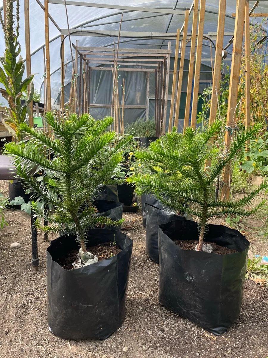 Monkey Puzzle - Image 1