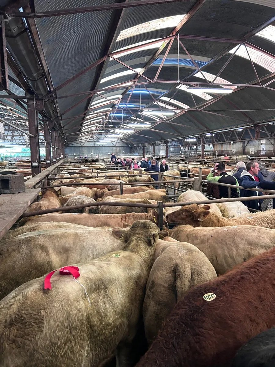Charolais Weanling Show & Sale - Tuam - Image 1