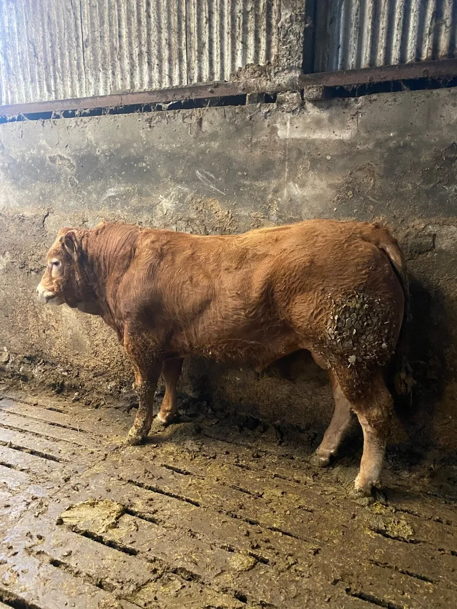 Pedigree registered Limousine bull - Image 2