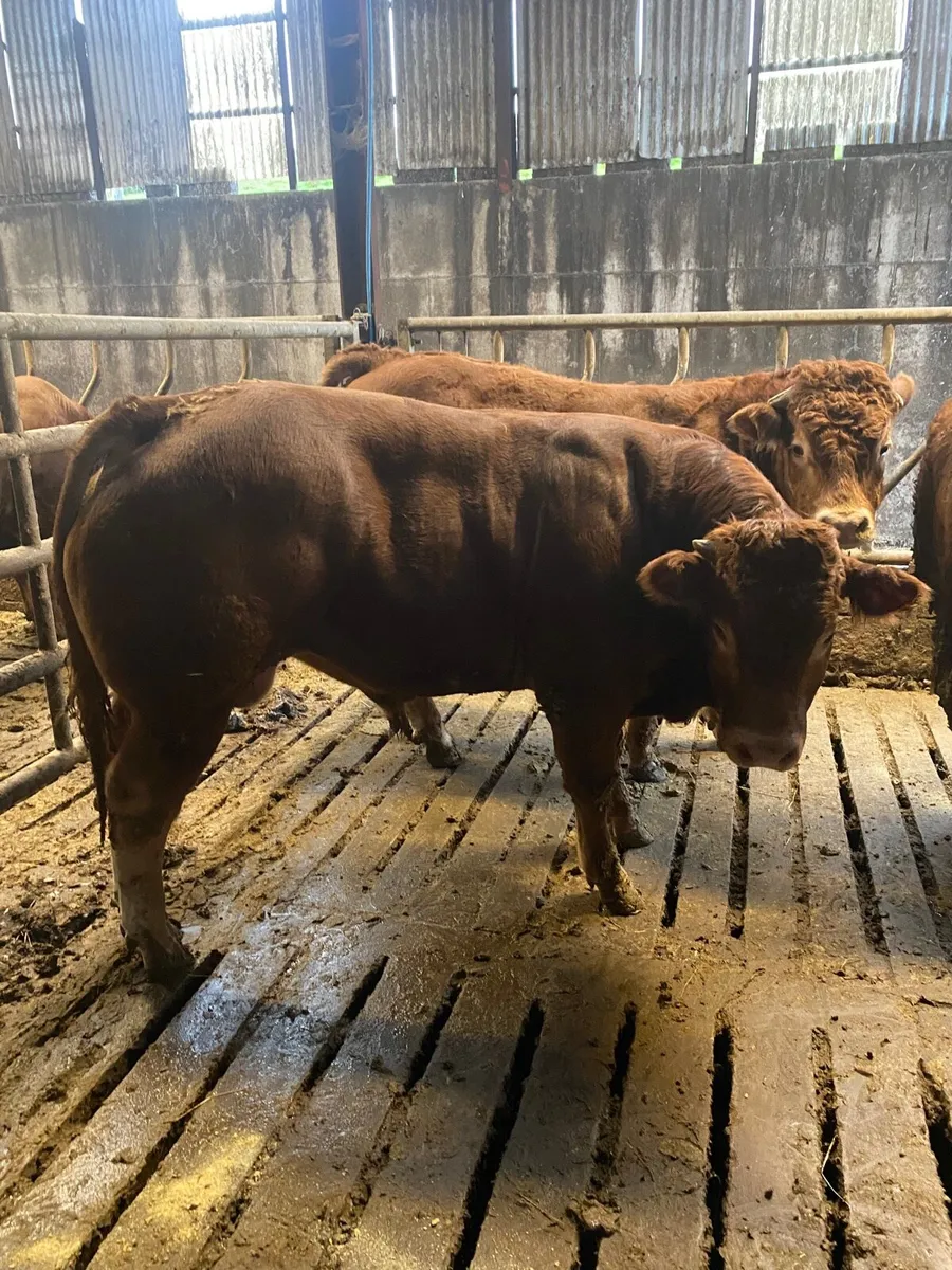 Pedigree registered Limousine bull - Image 3