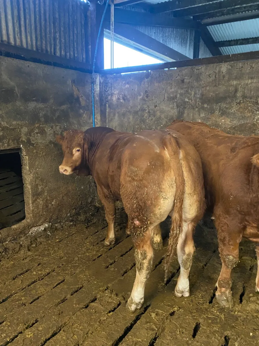 Pedigree registered Limousine bull - Image 4