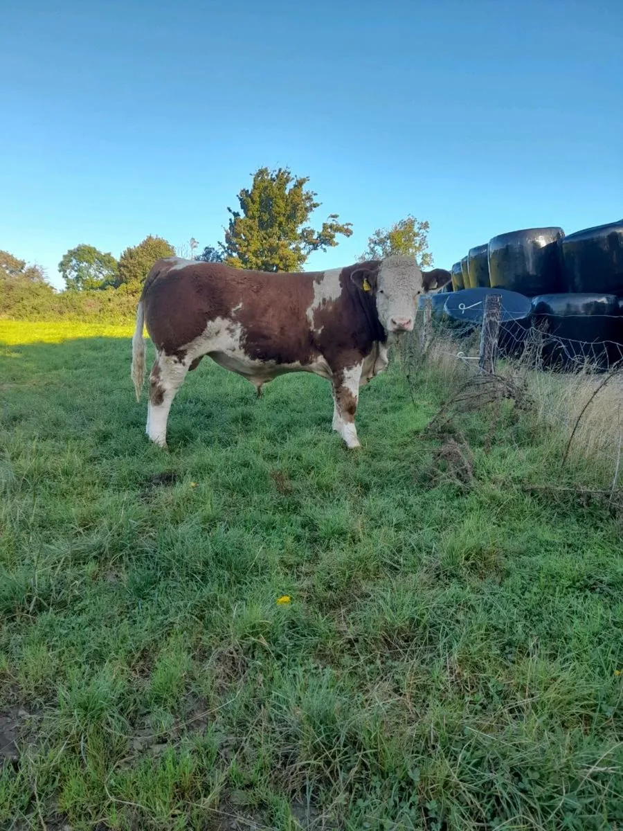 Bull - Image 2