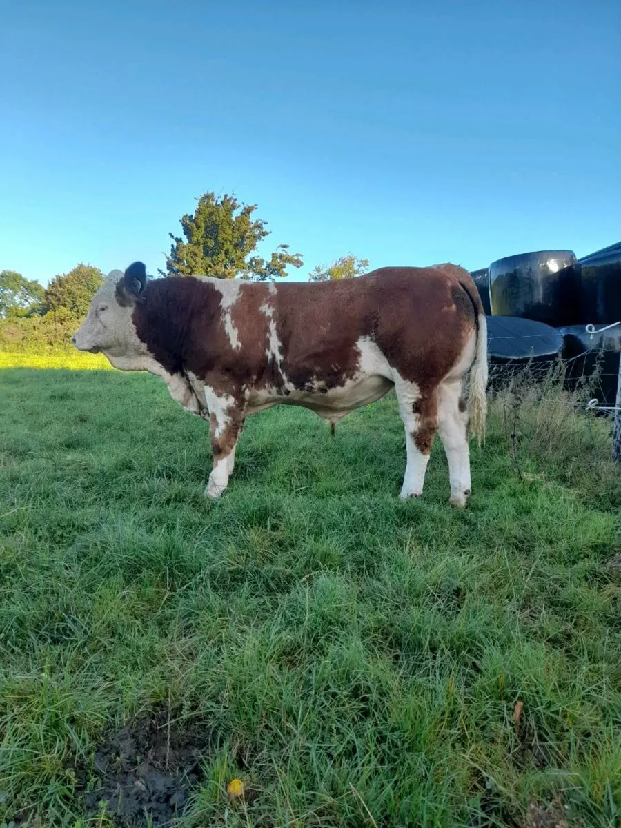 Bull - Image 3