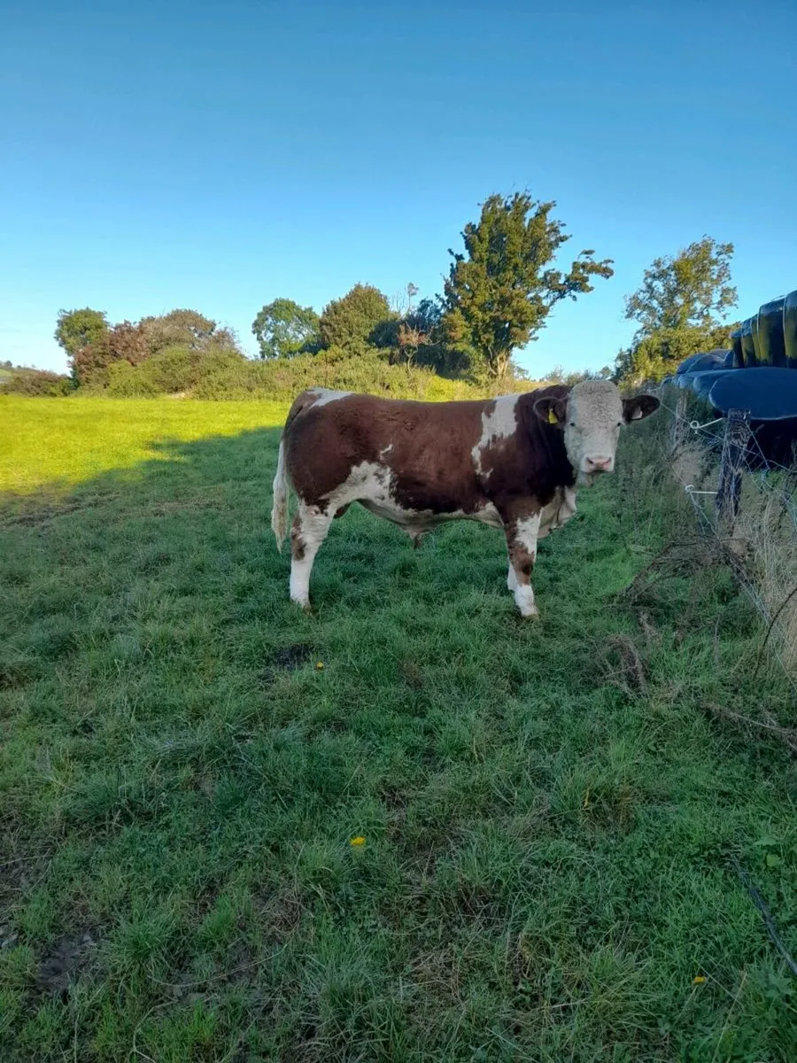 Bull - Image 4