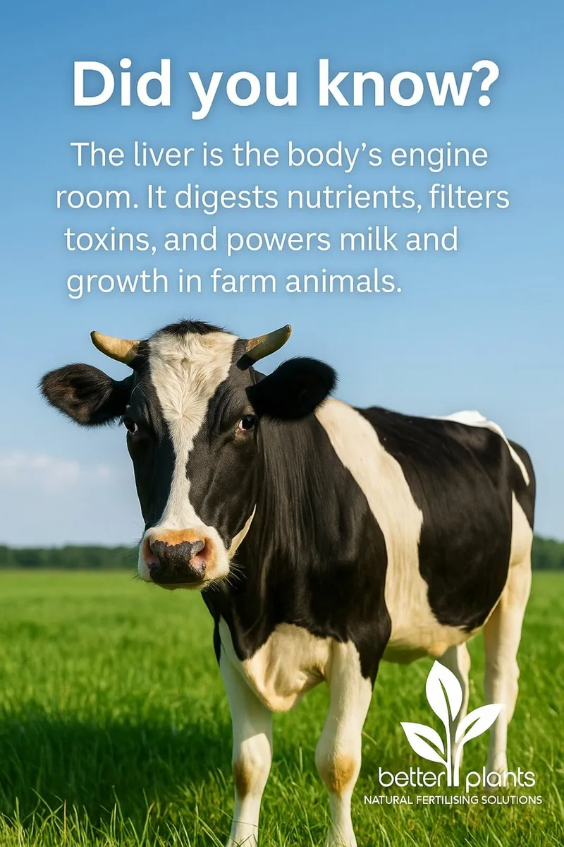 “Why Liver Health Matters in Every Dairy Herd” - Image 1