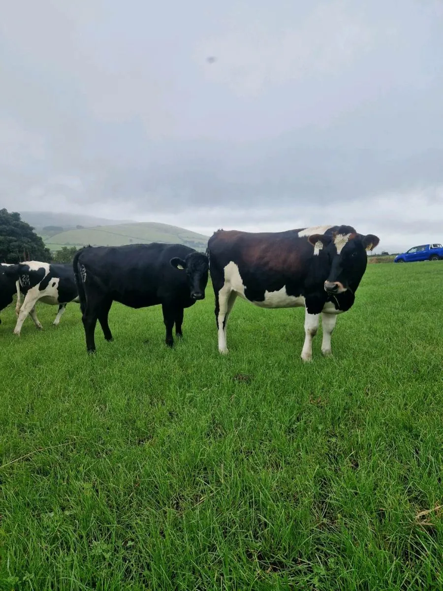 Incalf heifers - Image 1