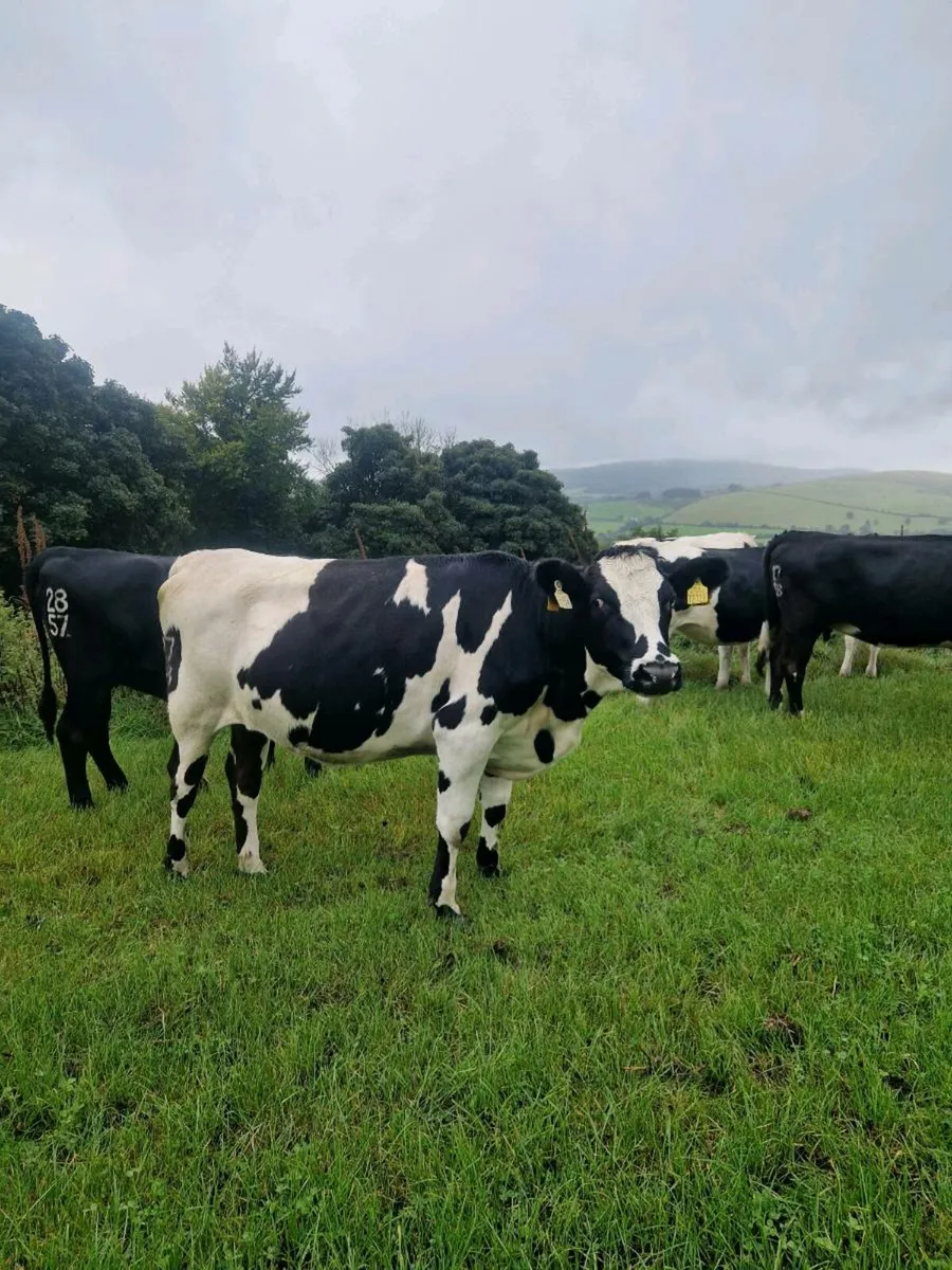 Incalf heifers - Image 2