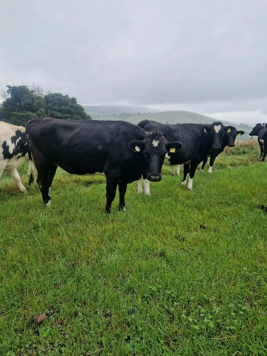 Incalf heifers - Image 3