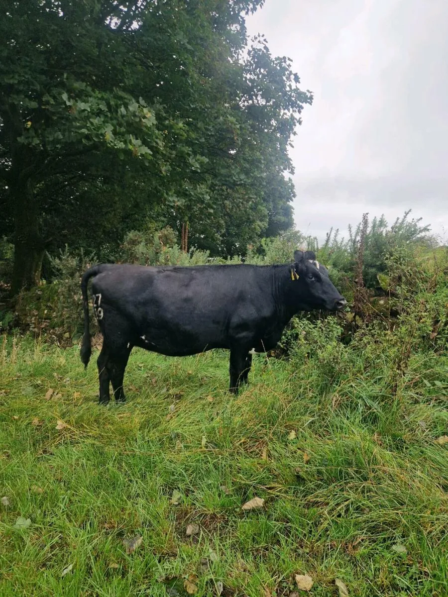 Incalf heifers - Image 4