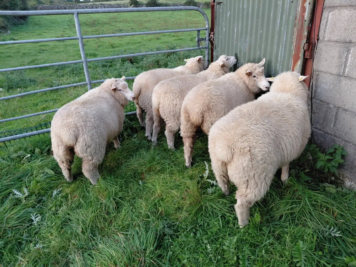 103rd annual Galway sheep show and sale - Image 2
