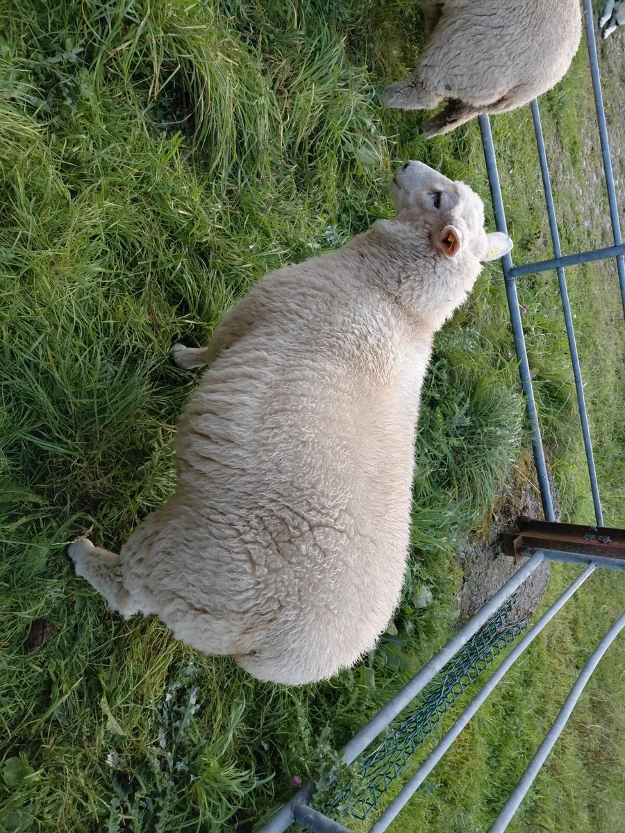 103rd annual Galway sheep show and sale - Image 3