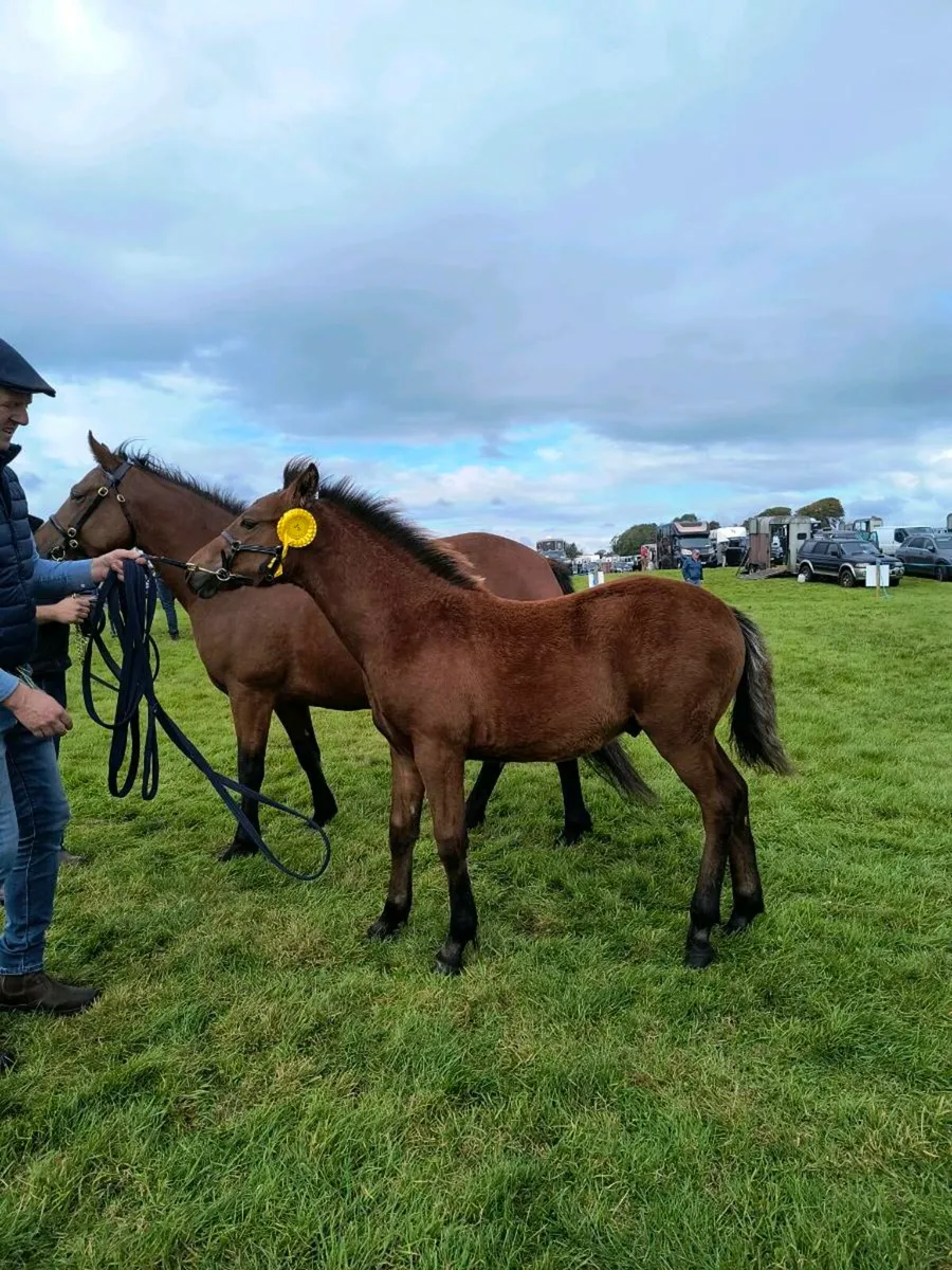 Colt foal - Image 4