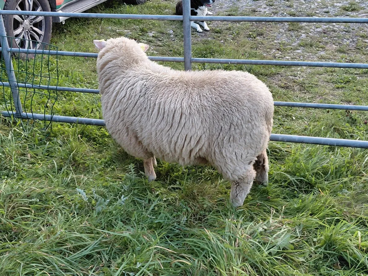 103rd annual Galway sheep show and sale - Image 4