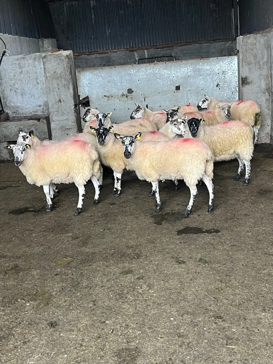 💥15 smashing speckle faced Hoggets’s 💥 - Image 1