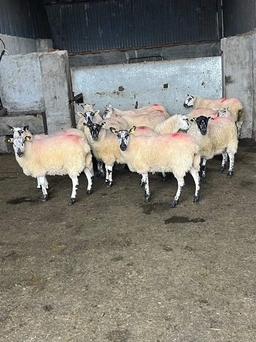💥15 smashing speckle faced Hoggets’s 💥 - Image 2