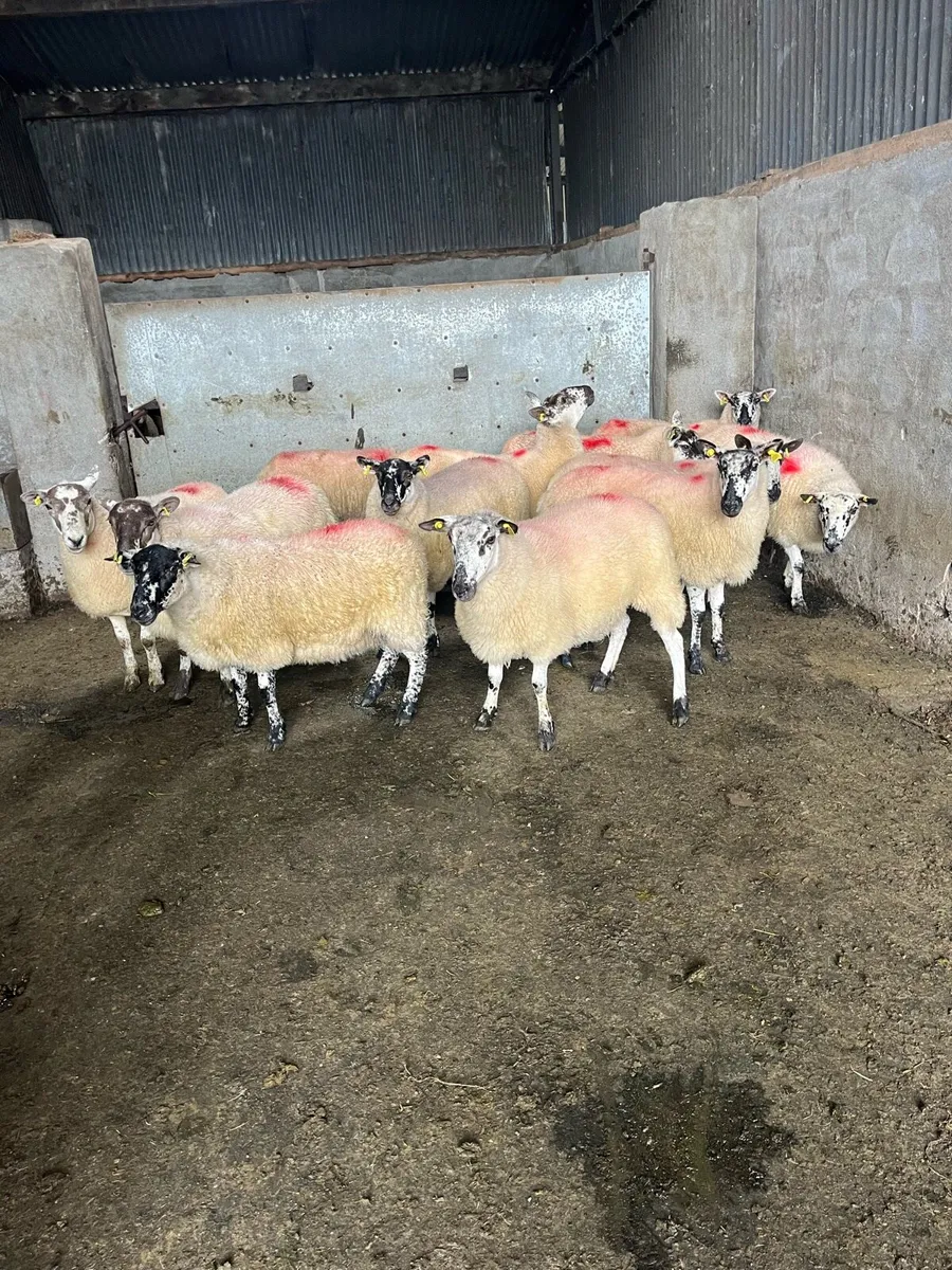 💥15 smashing speckle faced Hoggets’s 💥 - Image 3