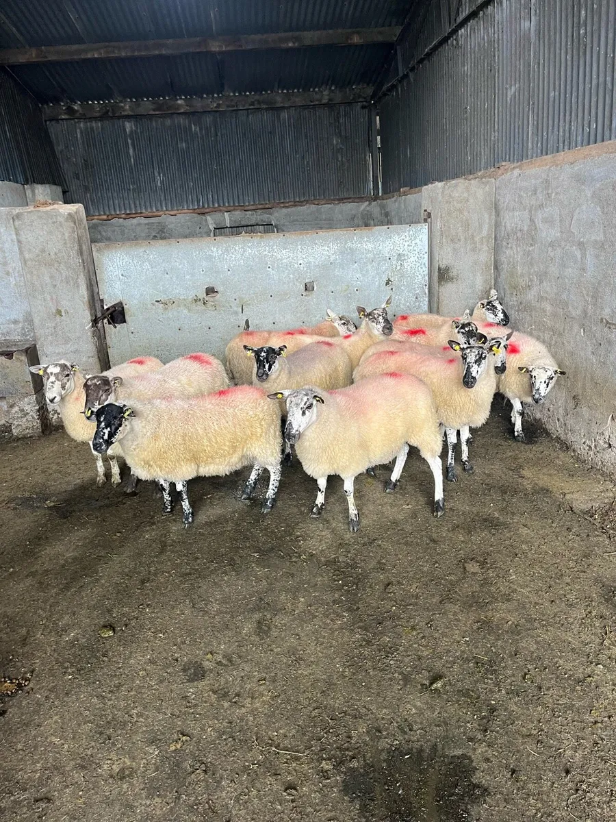 💥15 smashing speckle faced Hoggets’s 💥 - Image 4