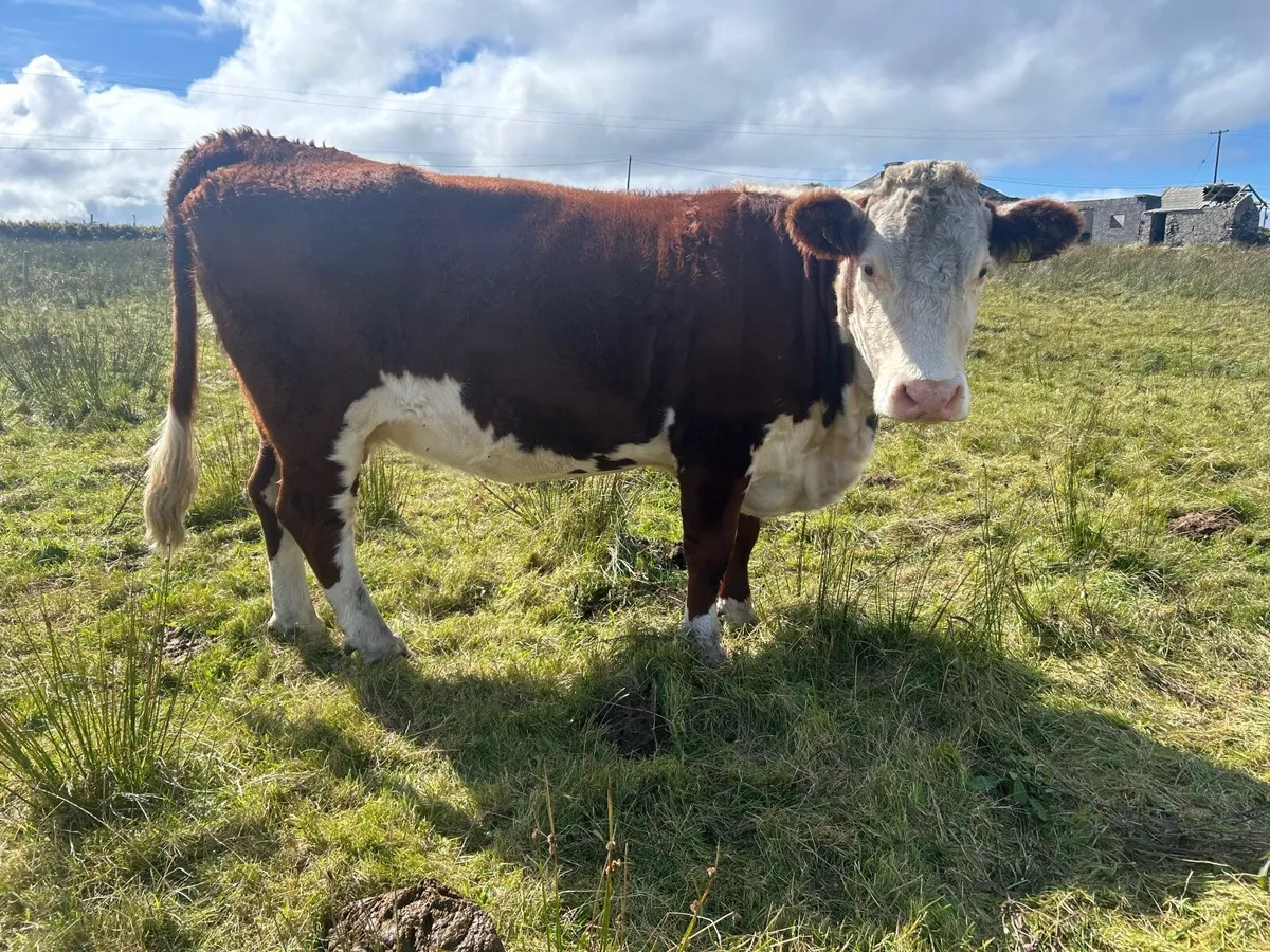 Purebreds Organic  Cows in calf - Image 3