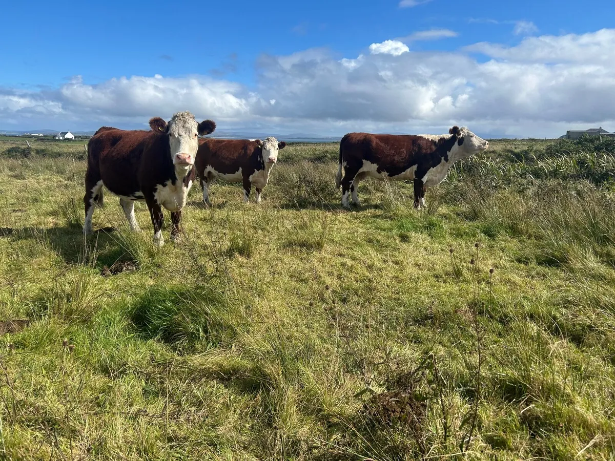 Purebreds Organic  Cows in calf - Image 4