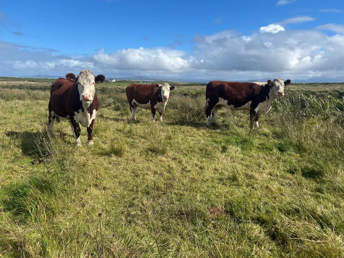 Purebreds Organic  Cows in calf - Image 1