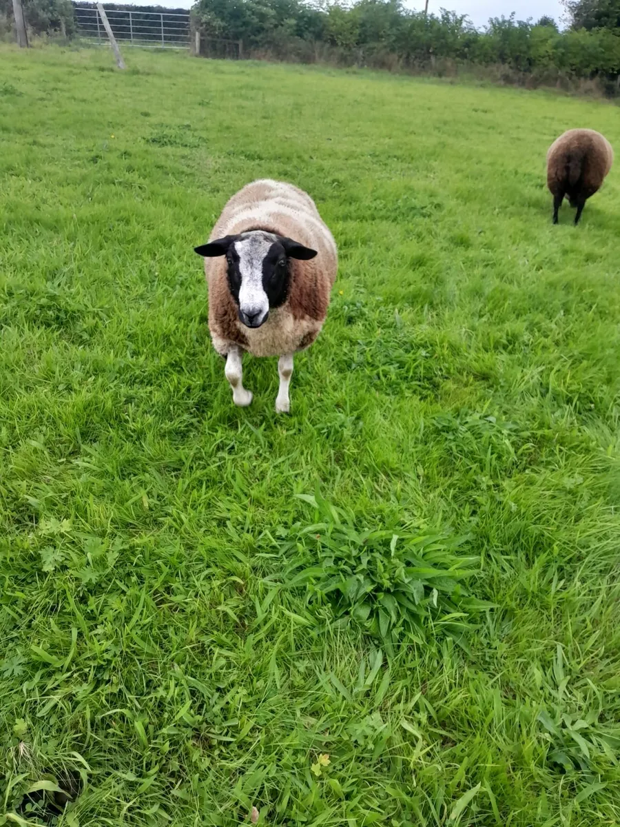 Dutch spotted ram lambs - Image 2
