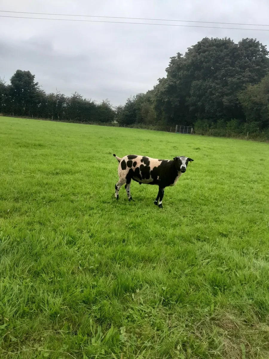 Dutch spotted ram lambs - Image 1