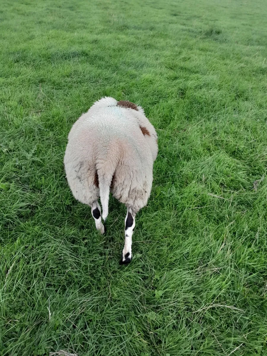 Dutch spotted ram lambs - Image 4