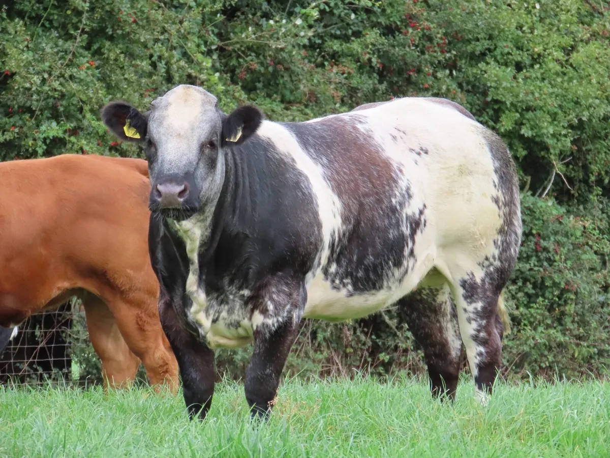 14 super heifers for tullamore mart Monday 15th - Image 1