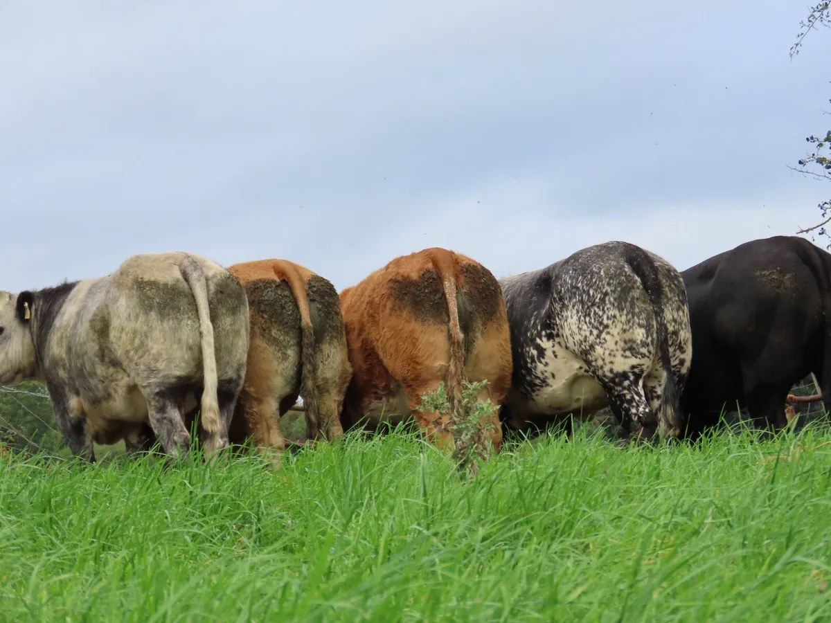 14 super heifers for tullamore mart Monday 15th - Image 2