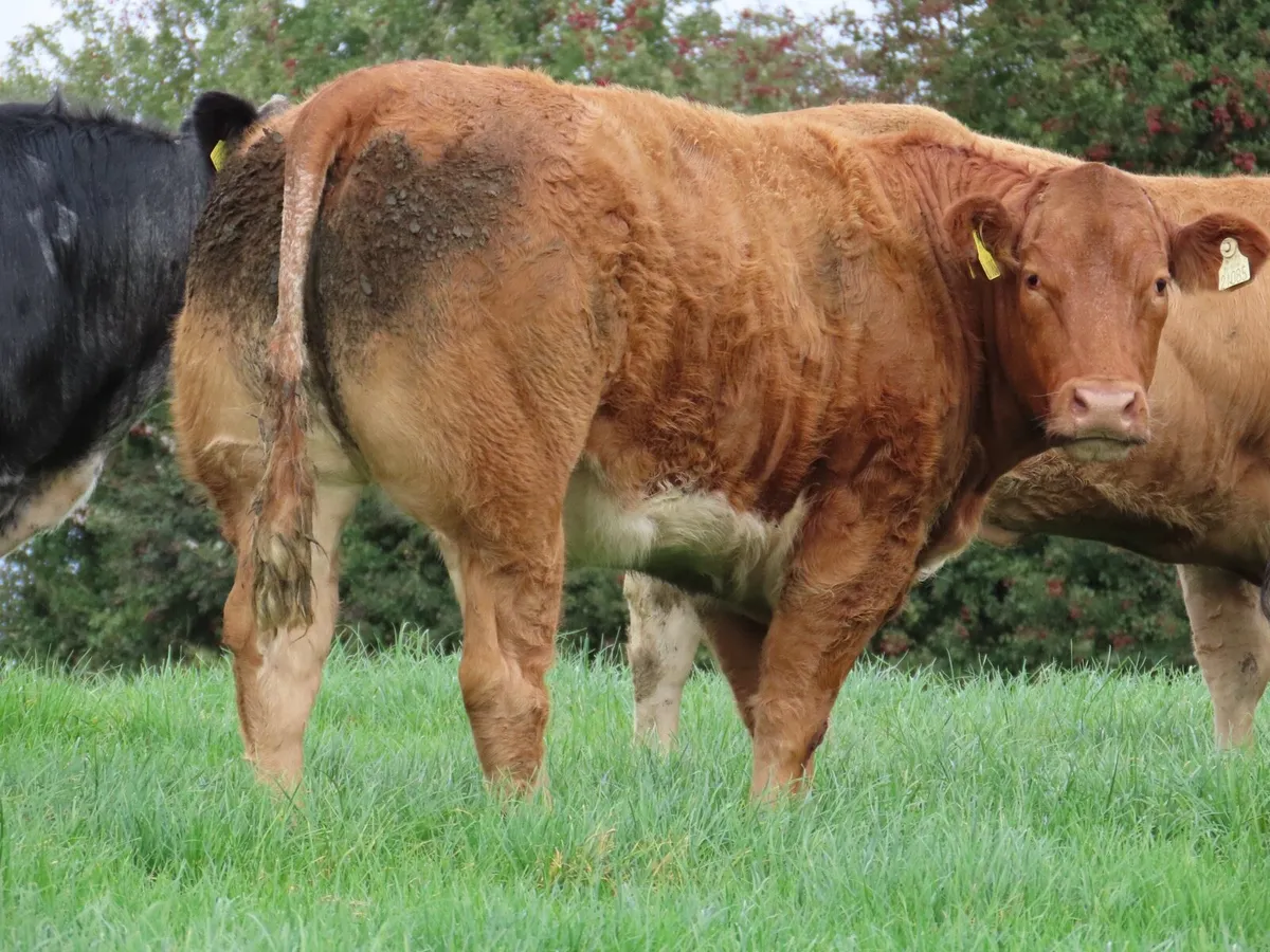 14 super heifers for tullamore mart Monday 15th - Image 3