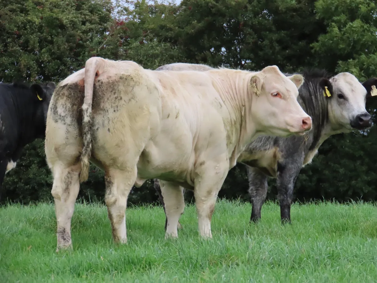 14 super heifers for tullamore mart Monday 15th - Image 4