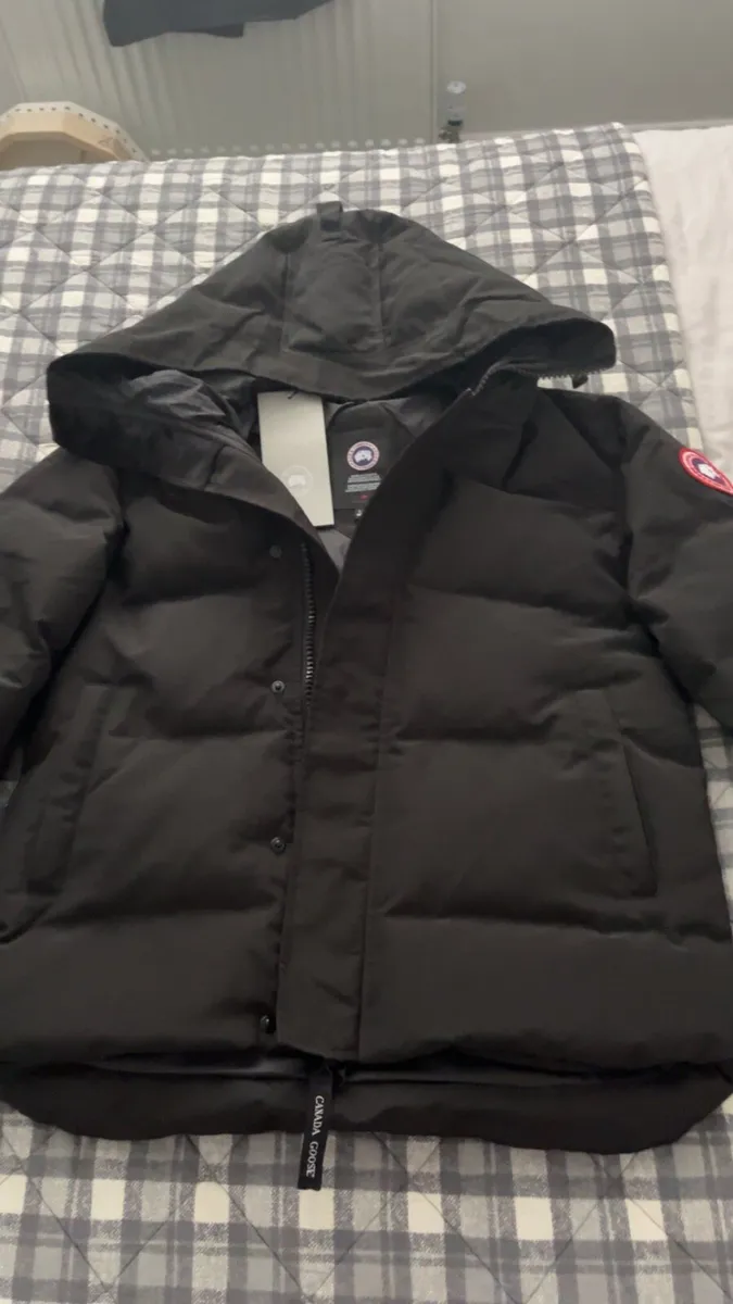 Canada goose - Image 1
