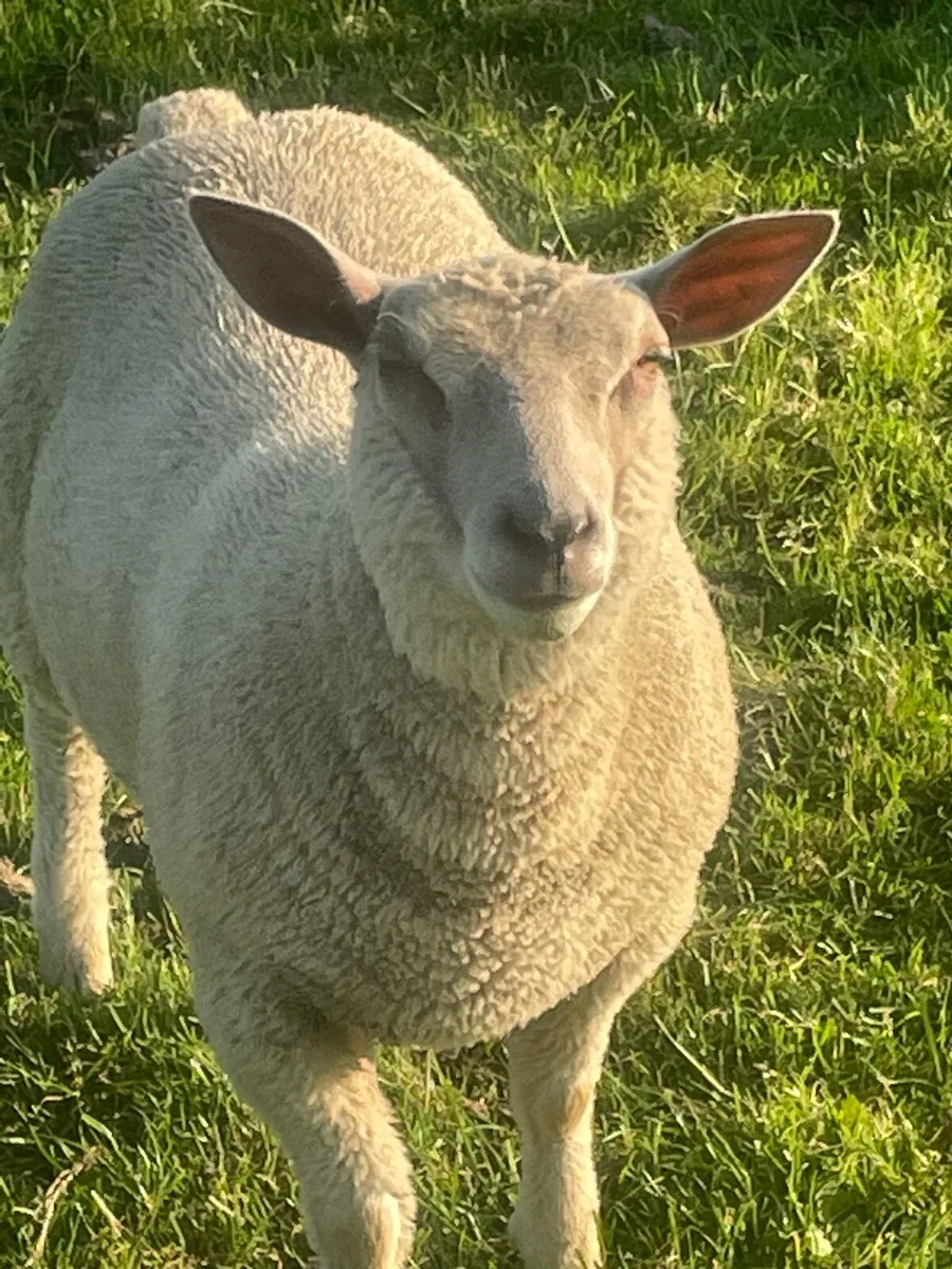 Charollais’s ewe lambs - Image 1