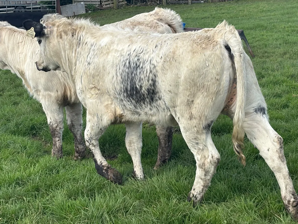 ⭐️Super Speckled Park Heifer  Wealing⭐️ - Image 2