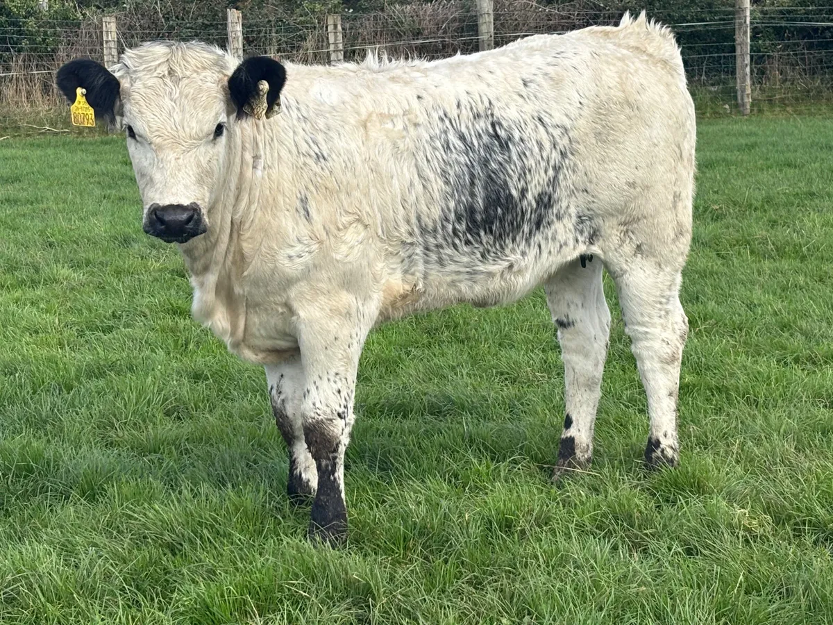 ⭐️Super Speckled Park Heifer  Wealing⭐️ - Image 1