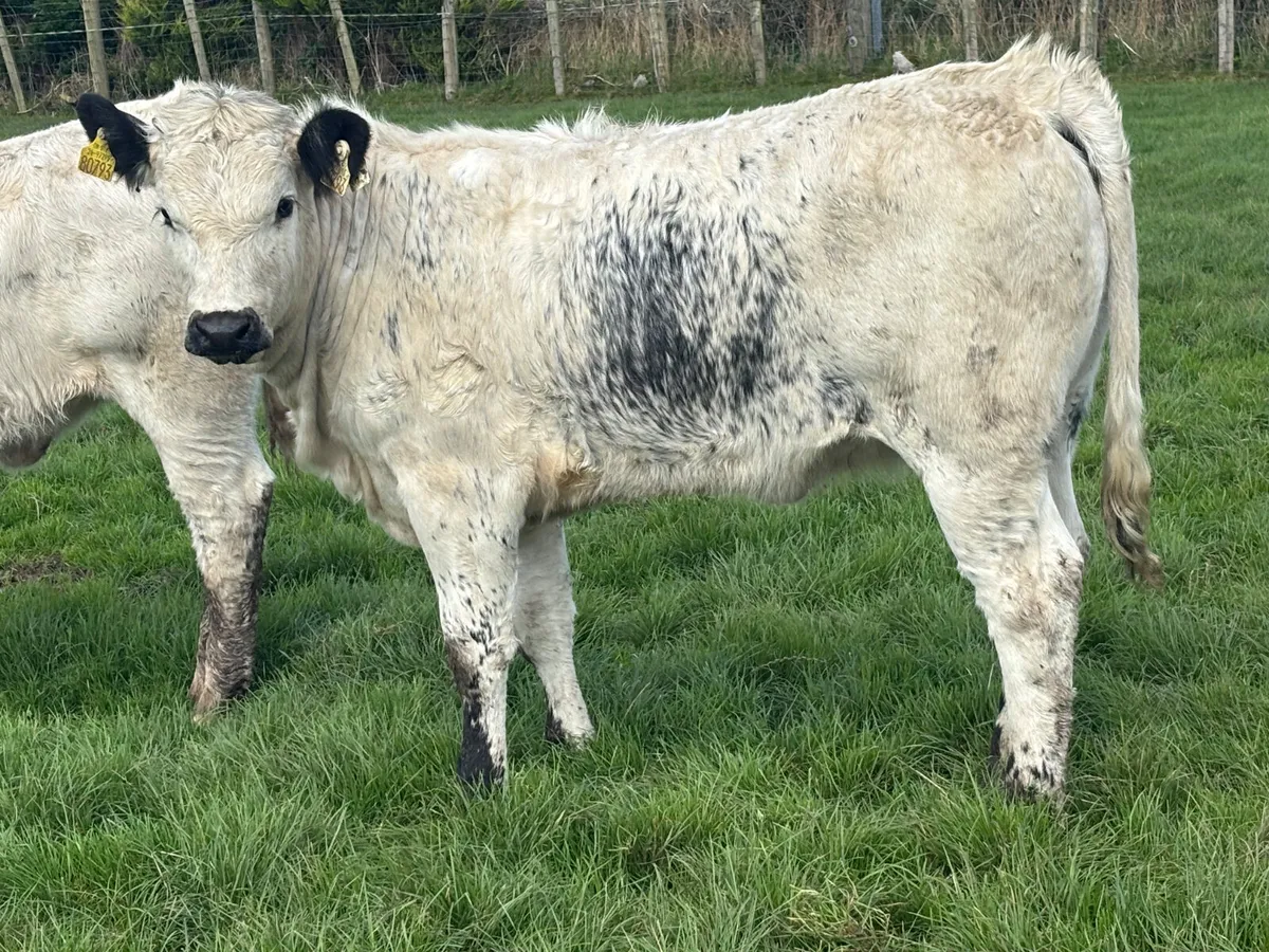 ⭐️Super Speckled Park Heifer  Wealing⭐️ - Image 4