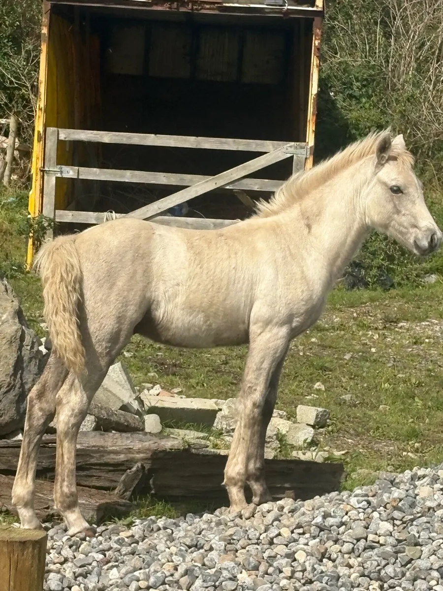 Connemara Colt foal palomino - Image 1
