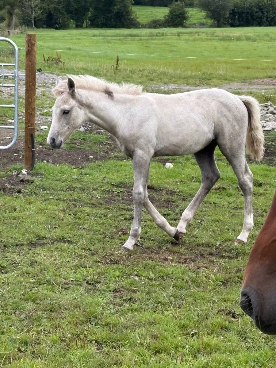 Connemara Colt foal palomino - Image 2