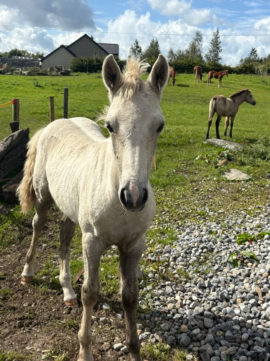Connemara Colt foal palomino - Image 3