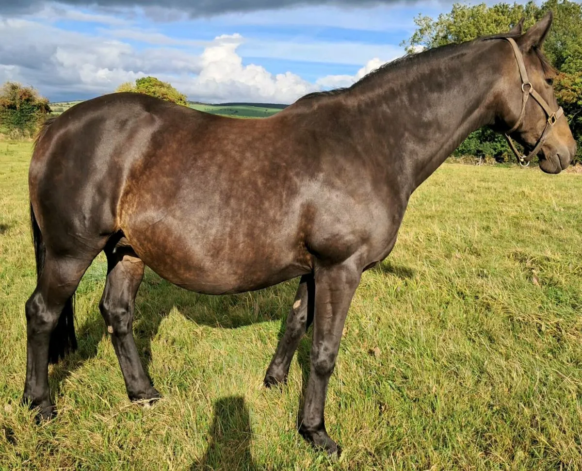 Cruising Harry mare in foal to Madgeslane Deise Vu - Image 1