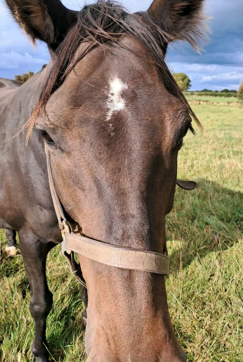 Cruising Harry mare in foal to Madgeslane Deise Vu - Image 2