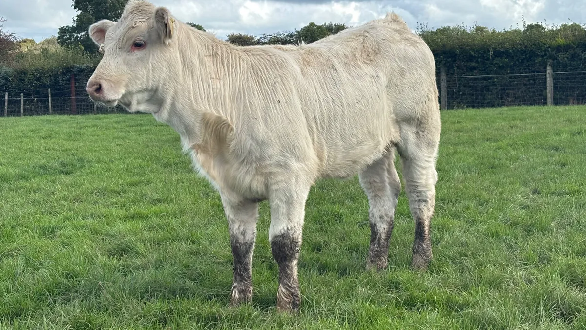⭐️Purebred Charolais Heifer Wealing ⭐️ - Image 1