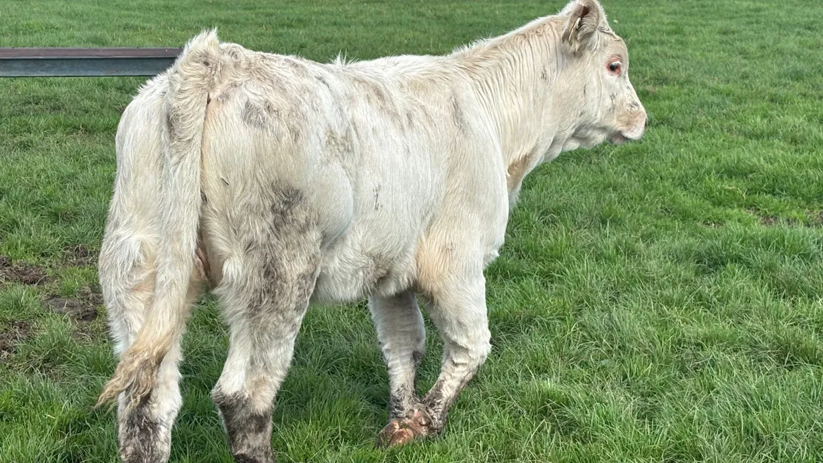 ⭐️Purebred Charolais Heifer Wealing ⭐️ - Image 2