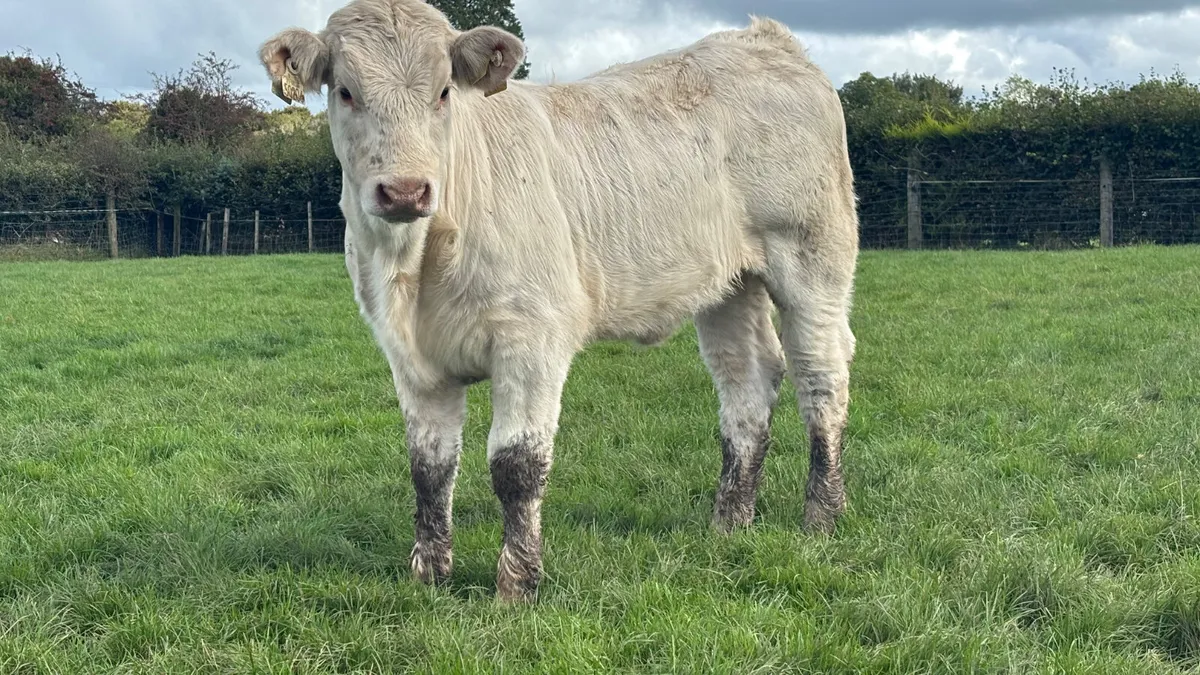 ⭐️Purebred Charolais Heifer Wealing ⭐️ - Image 3