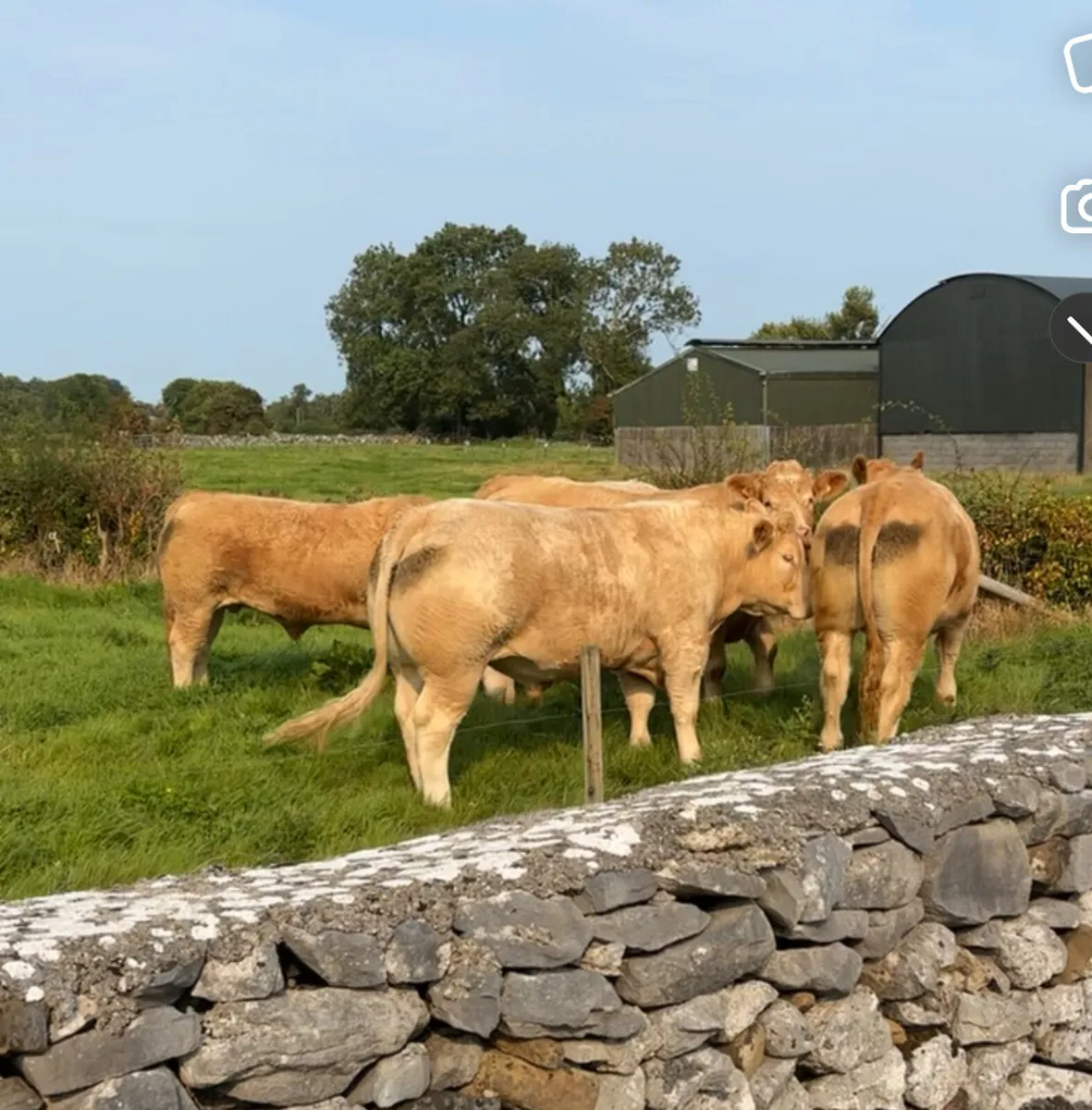 950kg Bullocks for Ennis Mart Friday 19th Sept - Image 1