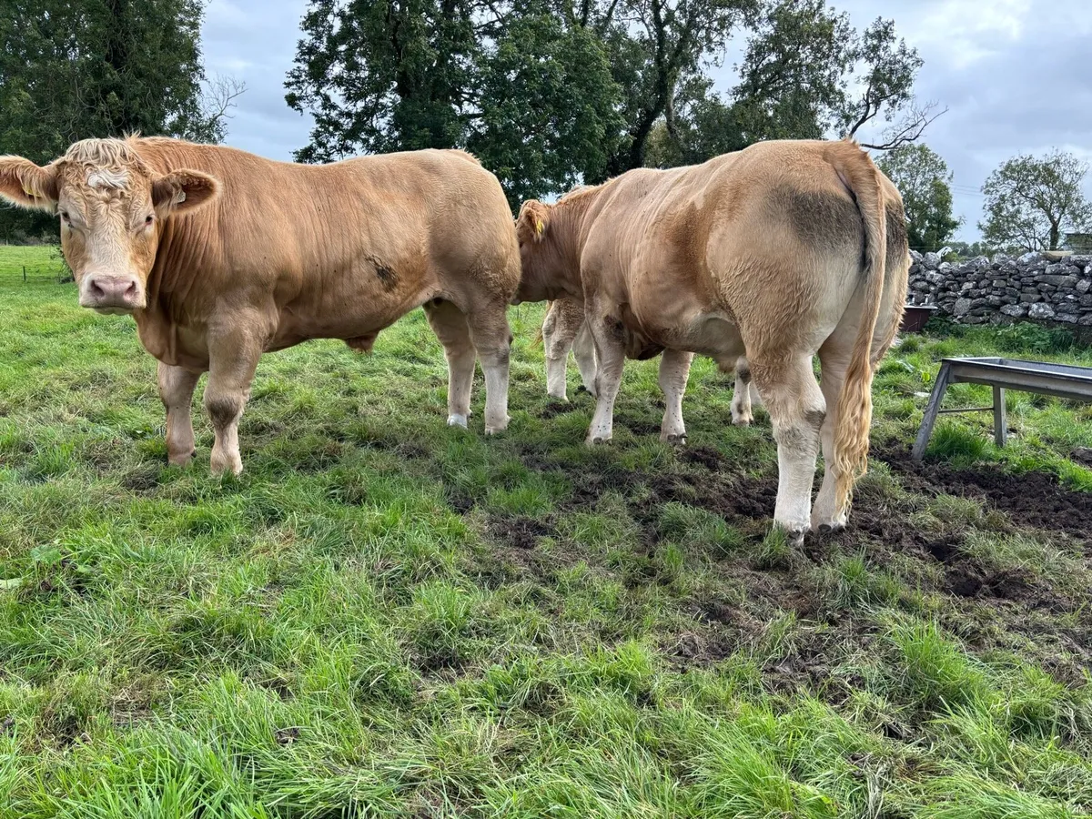 950kg Bullocks for Ennis Mart Friday 19th Sept - Image 2