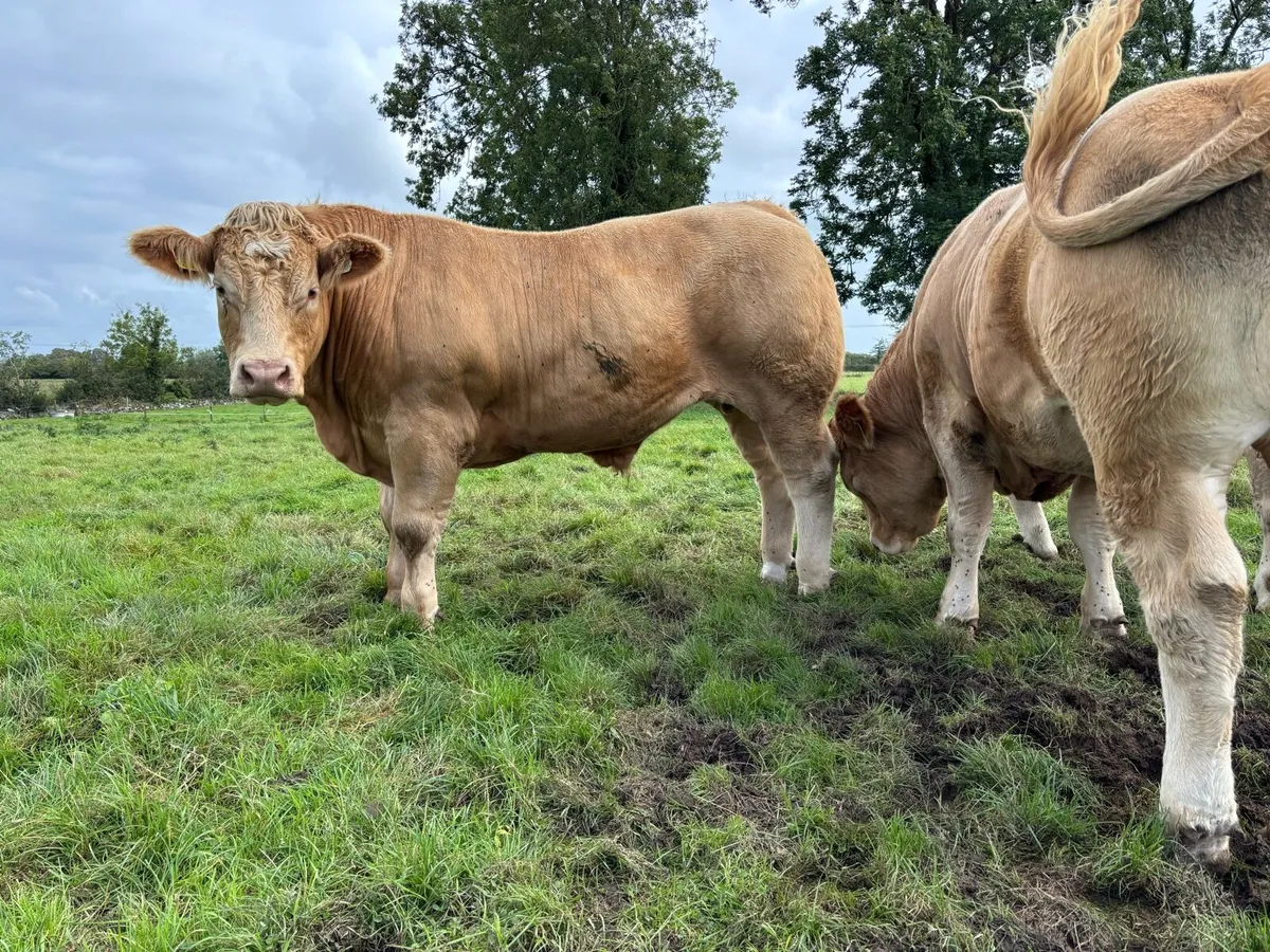 950kg Bullocks for Ennis Mart Friday 19th Sept - Image 3