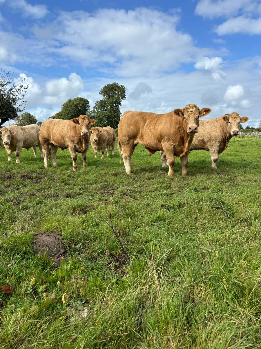 950kg Bullocks for Ennis Mart Friday 19th Sept - Image 4